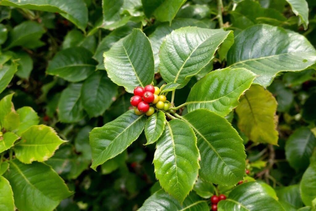 E robusta : caractéristiques et guide complet